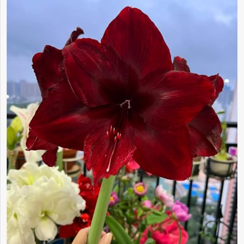 Amaryllis Knollen,Winterharte,amaryllis papilio,amaryllis picotee,amaryllis zimmerpflanzen,Amaryllis pflanze winterhart Mehrjährig,amaryllis kaufen.-5Weinreben pflanzen-D Amaryllis Knollen,Winterharte,amaryllis papilio,amaryllis picotee,amaryllis zimmerpflanzen,Amaryllis pflanze winterhart Mehrjährig,amaryllis kaufen.-5Weinreben pflanzen-D von JASNDH