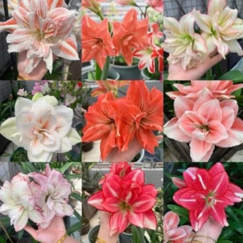 Amaryllis Knollen,Winterharte,amaryllis papilio,amaryllis picotee,amaryllis zimmerpflanzen,Amaryllis pflanze winterhart Mehrjährig kaufen.-1Weinreben pflanzen-E Amaryllis Knollen,Winterharte,amaryllis papilio,amaryllis picotee,amaryllis zimmerpflanzen,Amaryllis pflanze winterhart Mehrjährig kaufen.-1Weinreben pflanzen-E von JASNDH