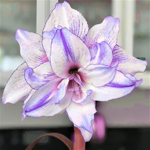 Amaryllis Knollen,Winterharte,amaryllis papilio,amaryllis picotee,amaryllis zimmerpflanzen,Amaryllis pflanze winterhart Mehrjährig kaufen.-2Weinreben pflanzen-G Amaryllis Knollen,Winterharte,amaryllis papilio,amaryllis picotee,amaryllis zimmerpflanzen,Amaryllis pflanze winterhart Mehrjährig kaufen.-2Weinreben pflanzen-G von JASNDH