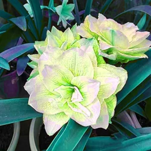 Amaryllis Knollen,Winterharte,amaryllis papilio,amaryllis picotee,amaryllis zimmerpflanzen,Amaryllis pflanze winterhart Mehrjährig kaufen.-3Weinreben pflanzen-B Amaryllis Knollen,Winterharte,amaryllis papilio,amaryllis picotee,amaryllis zimmerpflanzen,Amaryllis pflanze winterhart Mehrjährig kaufen.-3Weinreben pflanzen-B von JASNDH