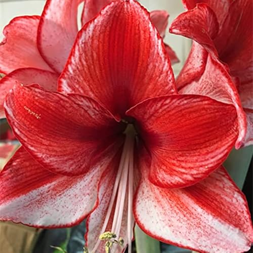 Amaryllis Winterharte,Die BläTter Sind Sehr Groß-Einfach zu Pflegen,Amaryllis winterhart Mehrjährig kaufen.-1Weinreben-C Amaryllis Winterharte,Die BläTter Sind Sehr Groß-Einfach zu Pflegen,Amaryllis winterhart Mehrjährig kaufen.-1Weinreben-C von JASNDH