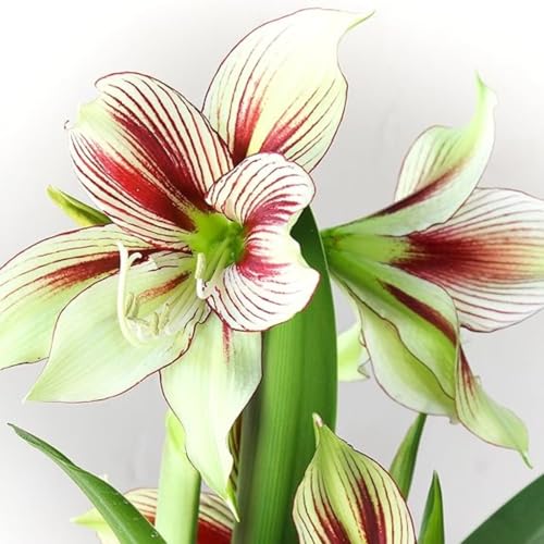 Amaryllis Winterharte,Die BläTter Sind Sehr Groß-Einfach zu Pflegen,Amaryllis winterhart Mehrjährig kaufen.-4Weinreben-I Amaryllis Winterharte,Die BläTter Sind Sehr Groß-Einfach zu Pflegen,Amaryllis winterhart Mehrjährig kaufen.-4Weinreben-I von JASNDH