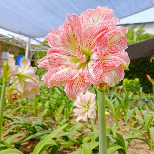 Amaryllis Winterharte,Die BläTter Sind Sehr Groß-Einfach zu Pflegen,Amaryllis winterhart Mehrjährig kaufen.-4Weinreben-K Amaryllis Winterharte,Die BläTter Sind Sehr Groß-Einfach zu Pflegen,Amaryllis winterhart Mehrjährig kaufen.-4Weinreben-K von JASNDH