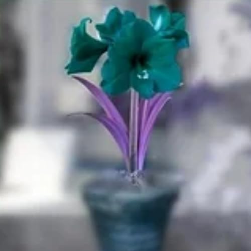 Amaryllis Winterharte,Die BläTter Sind Sehr Groß-Einfach zu Pflegen,Amaryllis winterhart Mehrjährig kaufen.-5Weinreben-L Amaryllis Winterharte,Die BläTter Sind Sehr Groß-Einfach zu Pflegen,Amaryllis winterhart Mehrjährig kaufen.-5Weinreben-L von JASNDH