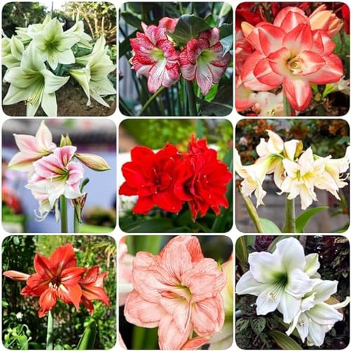 Amaryllis zwiebel,Winterharte,amaryllis papilio,amaryllis ständer,amaryllis picotee,amaryllis zwiebel zimmerpflanzen,amaryllis pflanze winterhart Mehrjährig,amaryllis kaufen.-4zwiebel-A von JASNDH