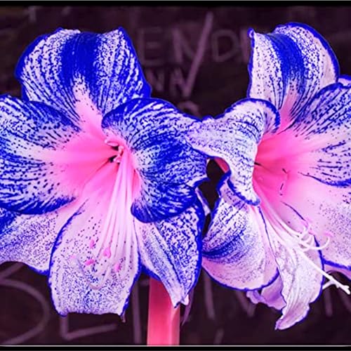 Amaryllis zwiebel,Winterharte Mehrjährig,Seltene pflanzen,Dekorative blumen,Amaryllis papilio,Amaryllis Ständer,amaryllis Picotee,amaryllis pflanze winterhart,Amaryllis kaufen.-1zwiebel-A von JASNDH