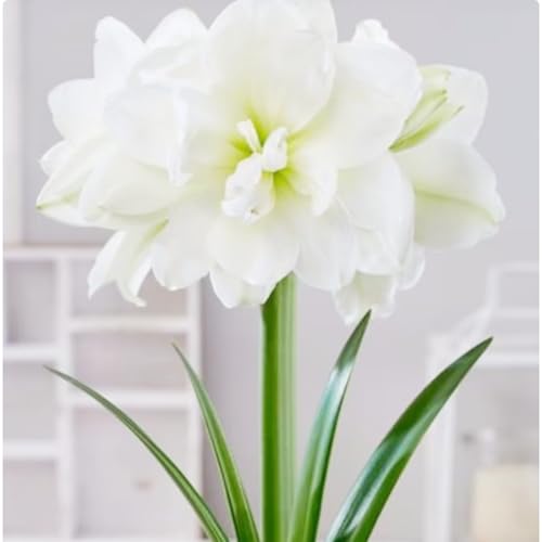 Amaryllis zwiebel,blumenzwiebeln Mehrjährig winterhart,amaryllis zwiebel zimmerpflanzen,amaryllis Kaufen,Staude TOP SORTE,amaryllis picotee,amaryllis papilio,amaryllis pflanze.-F-4zwiebeln von JASNDH