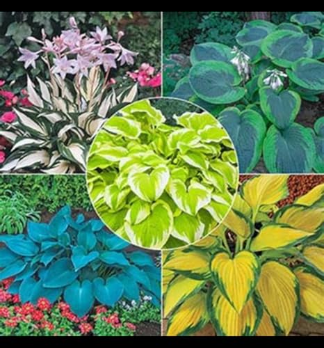 Funkien knollen,Hosta Wurzel,hosta plant,winterharte,Umwelt verschönern,funkien rhizome,hosta pflanze winterhart(große zwiebeln,ohne samen)-4zwiebeln-G von JASNDH