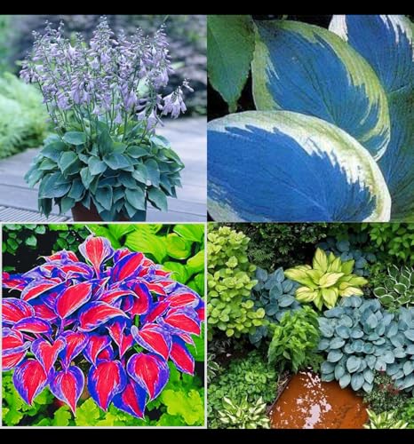 Funkien knollen,Hosta Wurzel,hosta plant,winterharte,Umwelt verschönern,funkien rhizome,hosta pflanze winterhart(große zwiebeln,ohne samen)-6zwiebeln-H von JASNDH