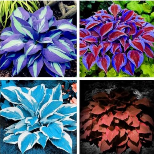 Funkien knollen,Hosta Wurzel,winterharte,Umwelt verschönern,funkien rhizome,hosta plant,hosta pflanze winterhart(große zwiebeln,ohne samen)-15zwiebeln-H von JASNDH