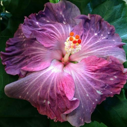 Hibiscus Knollen,Blumenzwiebeln Mehrjährig winterhart,Ausgezeichnete Verzierung,Gartenzwiebeln,Hibiskus rhizom,Mysteriöse Magische Glühbirne,seltene pflanzen.-4zwiebeln-I von JASNDH