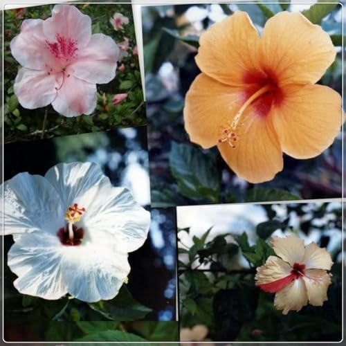 Hibiscus Knollen,Blumenzwiebeln Mehrjährig winterhart,Ausgezeichnete Verzierung,Gartenzwiebeln,Hibiskus rhizom,Mysteriöse Magische Glühbirne,seltene pflanzen.-4zwiebeln-J von JASNDH