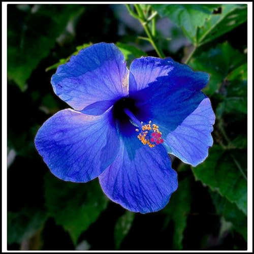 Hibiscus Knollen,Blumenzwiebeln Mehrjährig winterhart,Ausgezeichnete Verzierung,Mysteriöse Magische Glühbirne,Gartenzwiebeln,Hibiskus Pflanzen,seltene pflanzen.-3zwiebeln-N Hibiscus Knollen,Blumenzwiebeln Mehrjährig winterhart,Ausgezeichnete Verzierung,Mysteriöse Magische Glühbirne,Gartenzwiebeln,Hibiskus Pflanzen,seltene pflanzen.-3zwiebeln-N von JASNDH