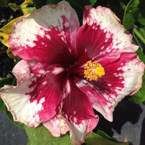 Hibiscus Knollen,Blumenzwiebeln Mehrjährig winterhart,Gartenzwiebeln,Ausgezeichnete Verzierung,Mysteriöse Magische Glühbirne,Hibiskus Pflanzen,seltene pflanzen.-1zwiebeln-K Hibiscus Knollen,Blumenzwiebeln Mehrjährig winterhart,Gartenzwiebeln,Ausgezeichnete Verzierung,Mysteriöse Magische Glühbirne,Hibiskus Pflanzen,seltene pflanzen.-1zwiebeln-K von JASNDH