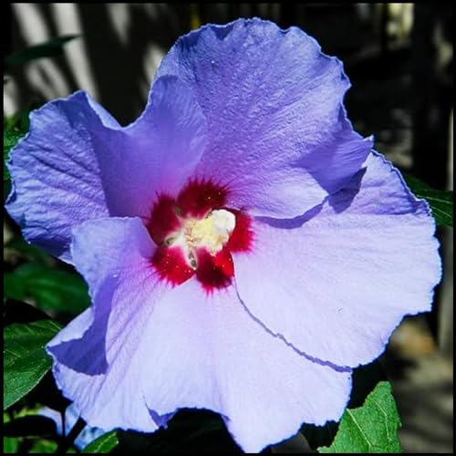 Hibiscus Knollen,Blumenzwiebeln Mehrjährig winterhart,Gartenzwiebeln,Ausgezeichnete Verzierung,Mysteriöse Magische Glühbirne,Hibiskus Pflanzen,seltene pflanzen.-2zwiebeln-M Hibiscus Knollen,Blumenzwiebeln Mehrjährig winterhart,Gartenzwiebeln,Ausgezeichnete Verzierung,Mysteriöse Magische Glühbirne,Hibiskus Pflanzen,seltene pflanzen.-2zwiebeln-M von JASNDH