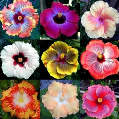 Hibiscus Knollen,Blumenzwiebeln Mehrjährig winterhart,Gartenzwiebeln,Ausgezeichnete Verzierung,Mysteriöse Magische Glühbirne,Hibiskus Pflanzen,seltene pflanzen.-3zwiebeln-C Hibiscus Knollen,Blumenzwiebeln Mehrjährig winterhart,Gartenzwiebeln,Ausgezeichnete Verzierung,Mysteriöse Magische Glühbirne,Hibiskus Pflanzen,seltene pflanzen.-3zwiebeln-C von JASNDH