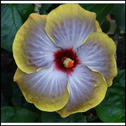 Hibiscus Knollen,Blumenzwiebeln Mehrjährig winterhart,Gartenzwiebeln,Ausgezeichnete Verzierung,Mysteriöse Magische Glühbirne,Hibiskus Pflanzen,seltene pflanzen.-5zwiebeln-G Hibiscus Knollen,Blumenzwiebeln Mehrjährig winterhart,Gartenzwiebeln,Ausgezeichnete Verzierung,Mysteriöse Magische Glühbirne,Hibiskus Pflanzen,seltene pflanzen.-5zwiebeln-G von JASNDH