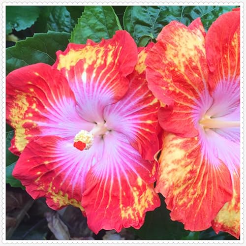 Hibiscus Pflanzen zwiebeln,Winterharte Pflanzen,Mysteriöse magische Glühbirne,Hibiscus Pflanzen,Hibiskus Pflanzen,hibiskus zwiebeln,Hibiscus Blumenzwiebeln mehrjährig winterhart.-1zwiebeln-I Hibiscus Pflanzen zwiebeln,Winterharte Pflanzen,Mysteriöse magische Glühbirne,Hibiscus Pflanzen,Hibiskus Pflanzen,hibiskus zwiebeln,Hibiscus Blumenzwiebeln mehrjährig winterhart.-1zwiebeln-I von JASNDH