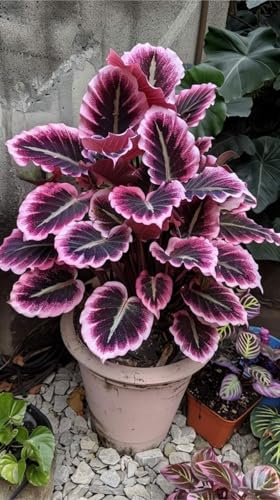 Hosta Winterharte mehrjährige,Seltene,Schnelles Wachstum-Einfach zu Pflegen,funkien,mit Auffälligen Blüten.-15Wurzel-F Hosta Winterharte mehrjährige,Seltene,Schnelles Wachstum-Einfach zu Pflegen,funkien,mit Auffälligen Blüten.-15Wurzel-F von JASNDH