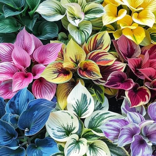 Hosta Winterharte mehrjährige,Seltene,Schnelles Wachstum-Einfach zu Pflegen,funkien,mit Auffälligen Blüten.-4Wurzel-A Hosta Winterharte mehrjährige,Seltene,Schnelles Wachstum-Einfach zu Pflegen,funkien,mit Auffälligen Blüten.-4Wurzel-A von JASNDH