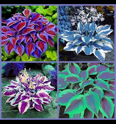 Hosta Winterharte mehrjährige,Seltene,Schnelles Wachstum-Einfach zu Pflegen,mit Auffälligen Blüten.-15Wurzel-F Hosta Winterharte mehrjährige,Seltene,Schnelles Wachstum-Einfach zu Pflegen,mit Auffälligen Blüten.-15Wurzel-F von JASNDH
