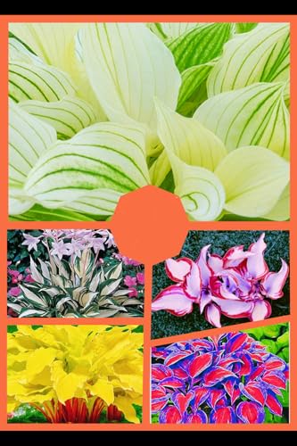 Hosta Winterharte mehrjährige,Seltene,Schnelles Wachstum-Einfach zu Pflegen,mit Auffälligen Blüten.-4Wurzel-G Hosta Winterharte mehrjährige,Seltene,Schnelles Wachstum-Einfach zu Pflegen,mit Auffälligen Blüten.-4Wurzel-G von JASNDH