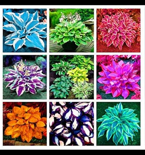 Hosta Winterharte mehrjährige,Seltene,Schnelles Wachstum-Einfach zu Pflegen,mit Auffälligen Blüten.-4Wurzel-J Hosta Winterharte mehrjährige,Seltene,Schnelles Wachstum-Einfach zu Pflegen,mit Auffälligen Blüten.-4Wurzel-J von JASNDH