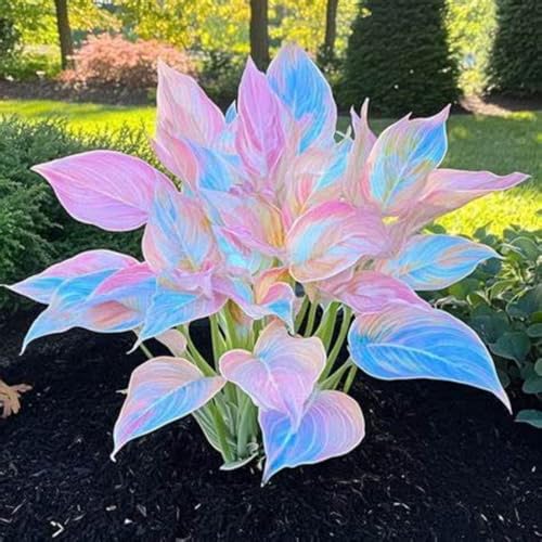 Hosta Winterharte mehrjährige,Seltene,Schnelles Wachstum-Einfach zu Pflegen,mit Auffälligen Blüten.-6Wurzel-A Hosta Winterharte mehrjährige,Seltene,Schnelles Wachstum-Einfach zu Pflegen,mit Auffälligen Blüten.-6Wurzel-A von JASNDH
