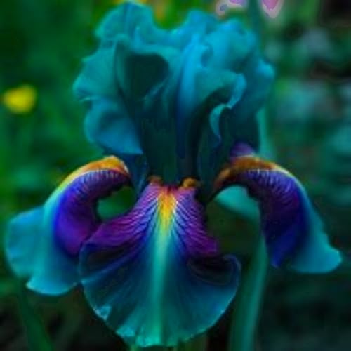 Iris knollen,Winterhart mehrjährig pflanzen,Irisierend,Hervorragende Verzierung,schwertlilie rhizome,Seltene pflanzen,iris Bulbs,Ausgezeichnete Verzierung.-4zwiebeln-O Iris knollen,Winterhart mehrjährig pflanzen,Irisierend,Hervorragende Verzierung,schwertlilie rhizome,Seltene pflanzen,iris Bulbs,Ausgezeichnete Verzierung.-4zwiebeln-O von JASNDH