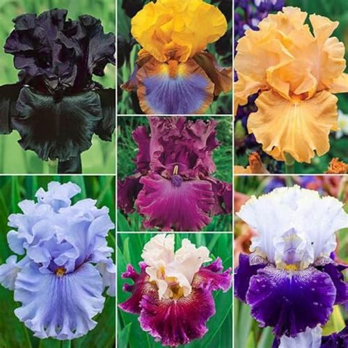 Iriswiebeln,Winterhart mehrjährig pflanzen,Irisierend,Hervorragende Verzierung,schwertlilie rhizome,Seltene pflanzen,iris Bulbs,Ausgezeichnete Verzierung.-4zwiebeln-J von JASNDH