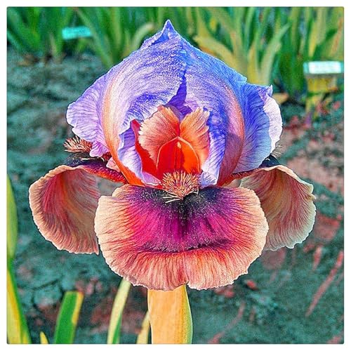 Iriswiebeln,Winterhart mehrjährig pflanzen,Irisierend,Hervorragende Verzierung,schwertlilie rhizome,Seltene pflanzen,iris Bulbs,Ausgezeichnete Verzierung.-4zwiebeln-L von JASNDH
