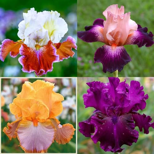 Iriswiebeln mix,Winterhart mehrjährig pflanzen,iris Bulbs,Irisierend,Hervorragende Verzierung,schwertlilie rhizome,Seltene pflanzen,Ausgezeichnete Verzierung.-4zwiebeln-A von JASNDH