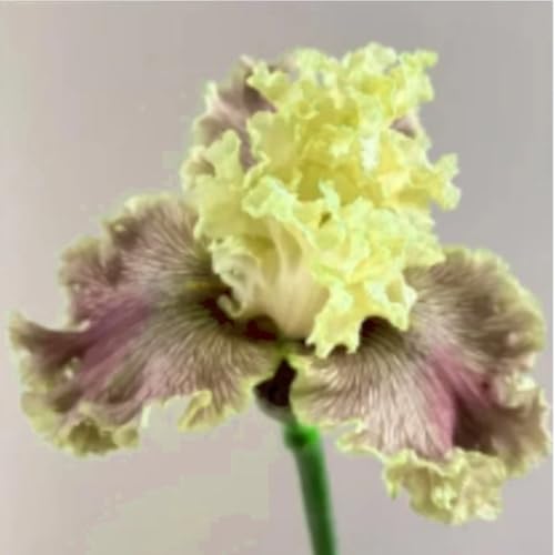 Iriswiebeln mix,Winterhart mehrjährig pflanzen,iris Bulbs,Irisierend,Hervorragende Verzierung,schwertlilie rhizome,Seltene pflanzen,Ausgezeichnete Verzierung.-4zwiebeln-C von JASNDH
