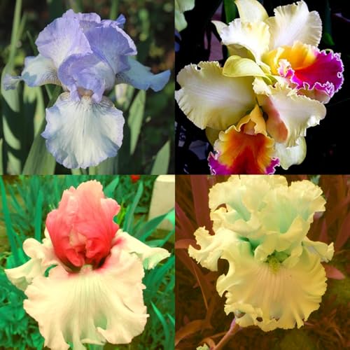 Iriswiebeln mix,Winterhart mehrjährig pflanzen,iris Bulbs,Irisierend,Hervorragende Verzierung,schwertlilie rhizome,Seltene pflanzen,Ausgezeichnete Verzierung.-4zwiebeln-I von JASNDH