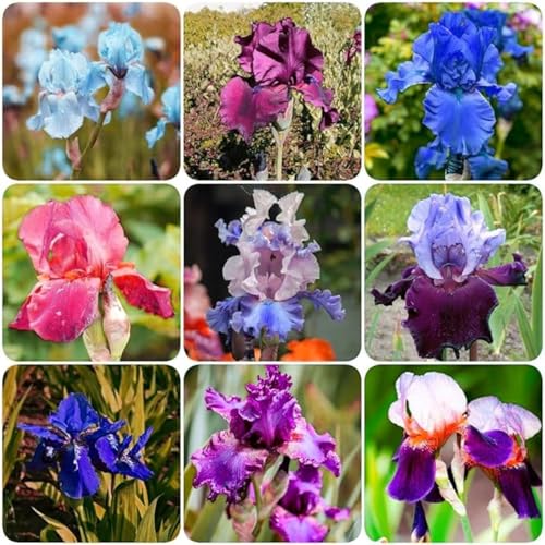 Iriswiebeln mix,Winterhart mehrjährig pflanzen,iris Bulbs,Irisierend,Hervorragende Verzierung,schwertlilie rhizome,Seltene pflanzen,Ausgezeichnete Verzierung.-4zwiebeln-J von JASNDH