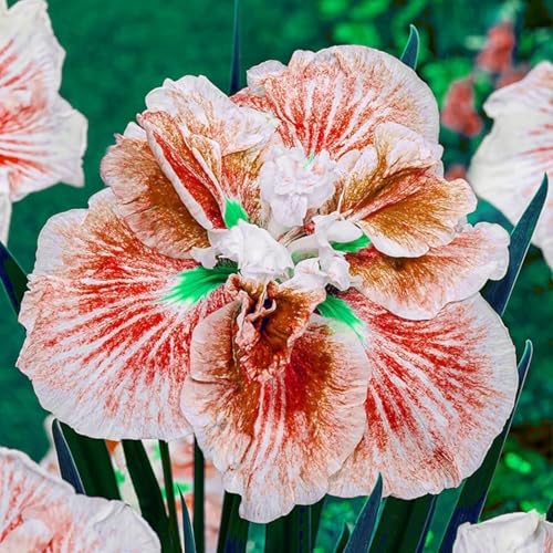 Iriswiebeln mix,schwertlilie rhizome,Winterhart mehrjährig pflanzen,iris Bulbs,Irisierend,Hervorragende Verzierung,Seltene pflanzen,Ausgezeichnete Verzierung.-4zwiebeln-A von JASNDH