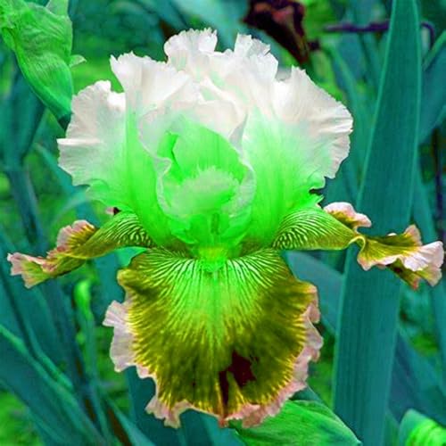 Iriswiebeln mix,schwertlilie rhizome,Winterhart mehrjährig pflanzen,iris Bulbs,Irisierend,Hervorragende Verzierung,Seltene pflanzen,Ausgezeichnete Verzierung.-4zwiebeln-F von JASNDH