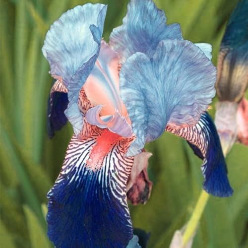 Iriswiebeln mix,schwertlilie rhizome,Winterhart mehrjährig pflanzen,iris Bulbs,Irisierend,Hervorragende Verzierung,Seltene pflanzen,Ausgezeichnete Verzierung.-4zwiebeln-J von JASNDH