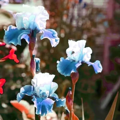 Iriswiebeln mix,schwertlilie rhizome,Winterhart mehrjährig pflanzen,iris Bulbs,Irisierend,Hervorragende Verzierung,Seltene pflanzen,Ausgezeichnete Verzierung.- 6zwiebeln-C von JASNDH