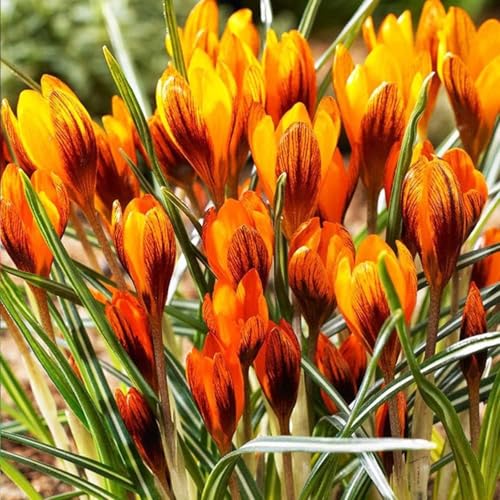 Krokus Knollen,Winterharte Mehrjährig,krokus Großblütig,Krokusse winterhart mehrjährig,krokusse kaufe,dekorative Blumen,krokus pflanzen.-15 zwiebeln-K Krokus Knollen,Winterharte Mehrjährig,krokus Großblütig,Krokusse winterhart mehrjährig,krokusse kaufe,dekorative Blumen,krokus pflanzen.-15 zwiebeln-K von JASNDH