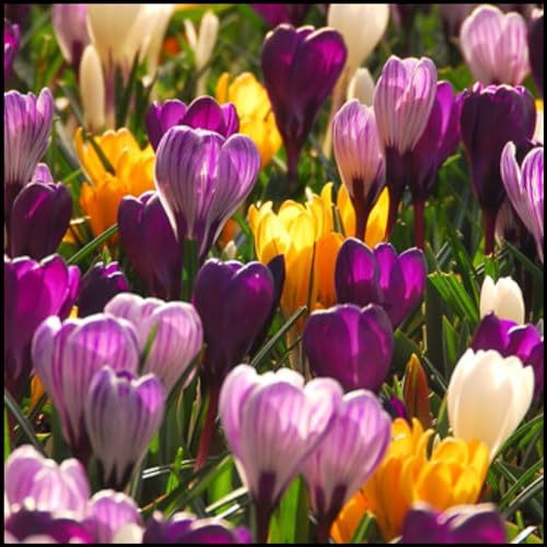 Krokus Knollen,Winterharte Mehrjährig,krokus Großblütig,Krokusse winterhart mehrjährig,krokusse kaufe,dekorative Blumen,krokus pflanzen.-15 zwiebeln-N Krokus Knollen,Winterharte Mehrjährig,krokus Großblütig,Krokusse winterhart mehrjährig,krokusse kaufe,dekorative Blumen,krokus pflanzen.-15 zwiebeln-N von JASNDH