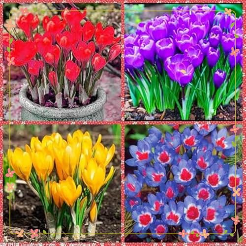 Krokus Knollen,Winterharte Mehrjährig,krokus Großblütig,Krokusse winterhart mehrjährig,krokusse kaufe,dekorative Blumen,krokus pflanzen.-15 zwiebeln-O Krokus Knollen,Winterharte Mehrjährig,krokus Großblütig,Krokusse winterhart mehrjährig,krokusse kaufe,dekorative Blumen,krokus pflanzen.-15 zwiebeln-O von JASNDH