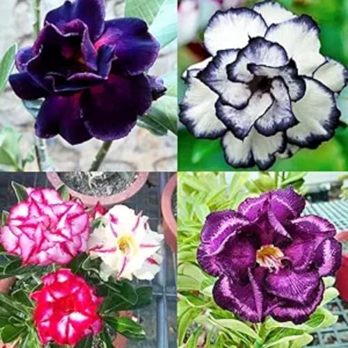Mysteriöse magische Glühbirne,winterharte mehrjährig,WüStenrosenknolle,Hausgarten,Einfach professionell zu werden,Ideal für Garten,Heimdekoration.-4Wüstenrose zwiebeln-G Mysteriöse magische Glühbirne,winterharte mehrjährig,WüStenrosenknolle,Hausgarten,Einfach professionell zu werden,Ideal für Garten,Heimdekoration.-4Wüstenrose zwiebeln-G von JASNDH