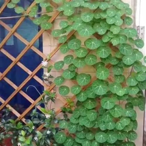 Peperomioides,Winterharte,Pilea Peperomioides,Chinesische Geldpflanze,Pfannkuchenpflanze,Stephania.-3Weinreben-H Peperomioides,Winterharte,Pilea Peperomioides,Chinesische Geldpflanze,Pfannkuchenpflanze,Stephania.-3Weinreben-H von JASNDH