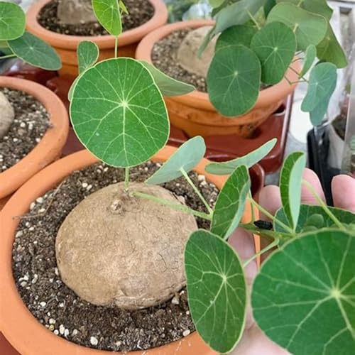 Peperomioides,Winterharte,Pilea Peperomioides,Chinesische Geldpflanze,Pfannkuchenpflanze,Stephania.-5Weinreben-I Peperomioides,Winterharte,Pilea Peperomioides,Chinesische Geldpflanze,Pfannkuchenpflanze,Stephania.-5Weinreben-I von JASNDH