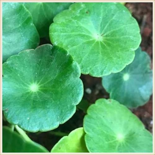 Peperomioides Knollen,Winterharte pflanzen,Pilea Peperomioides,Chinesische Geldpflanze,Pfannkuchenpflanze,Stephania-Pflanze.-1Weinreben pflanzen-D Peperomioides Knollen,Winterharte pflanzen,Pilea Peperomioides,Chinesische Geldpflanze,Pfannkuchenpflanze,Stephania-Pflanze.-1Weinreben pflanzen-D von JASNDH