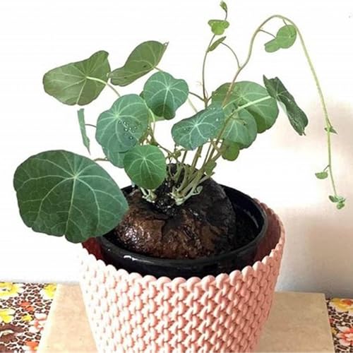 Peperomioides Knollen,Winterharte pflanzen,Pilea Peperomioides,Chinesische Geldpflanze,Pfannkuchenpflanze,Stephania-Pflanze.-3Weinreben pflanzen-J Peperomioides Knollen,Winterharte pflanzen,Pilea Peperomioides,Chinesische Geldpflanze,Pfannkuchenpflanze,Stephania-Pflanze.-3Weinreben pflanzen-J von JASNDH