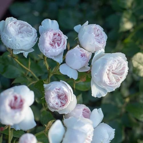 Pfingstrosen Knollen,Winterhart Mehrjährig,pfingstrosen Pflanzen Rhizom,pfingstrosen kaufen,Seltene Pflanzen,Dekorative Blumen,pfingstrosen stauden.-8zwiebeln-N Pfingstrosen Knollen,Winterhart Mehrjährig,pfingstrosen Pflanzen Rhizom,pfingstrosen kaufen,Seltene Pflanzen,Dekorative Blumen,pfingstrosen stauden.-8zwiebeln-N von JASNDH