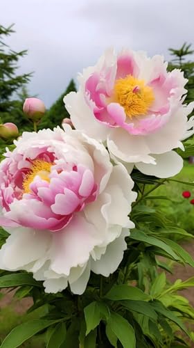 Pfingstrosen Knollen,Winterhart Mehrjährig,pfingstrosen Pflanzen Rhizom,pfingstrosen kaufen,Seltene Pflanzen,Dekorative Blumen,pfingstrosen stauden.-8zwiebeln-O Pfingstrosen Knollen,Winterhart Mehrjährig,pfingstrosen Pflanzen Rhizom,pfingstrosen kaufen,Seltene Pflanzen,Dekorative Blumen,pfingstrosen stauden.-8zwiebeln-O von JASNDH