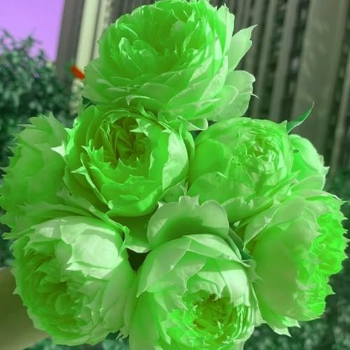 Rosen,Rosenpflanze Knollen,Winterharte mehrjährig Pflanzen,seltene pflanze,Rosenrhizom,lila Rose pflanze Kaufen,Duftende rosen winterhart,Blumenzwiebeln winterhart.-1zwiebeln-N Rosen,Rosenpflanze Knollen,Winterharte mehrjährig Pflanzen,seltene pflanze,Rosenrhizom,lila Rose pflanze Kaufen,Duftende rosen winterhart,Blumenzwiebeln winterhart.-1zwiebeln-N von JASNDH